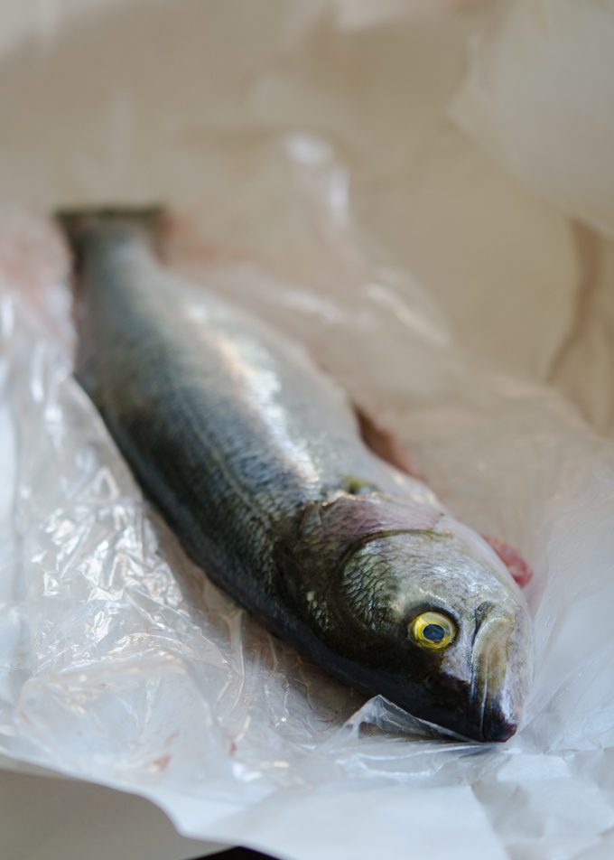 Gigantic anchoa fish.