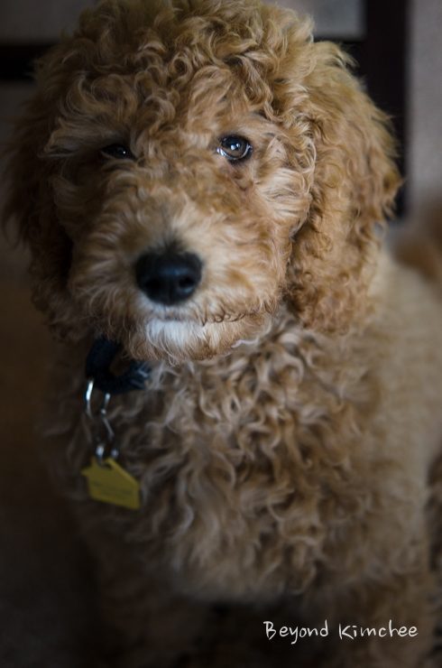 Nabi, the labradoodle puppy
