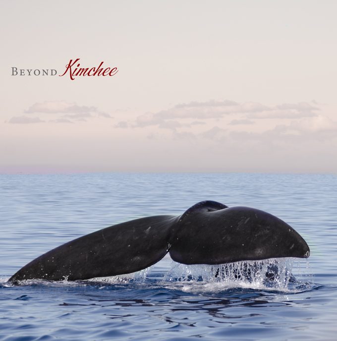 Whale watching, Penisula Valdés