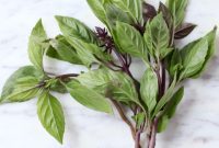 THAI BASIL: A CULINARY GUIDE