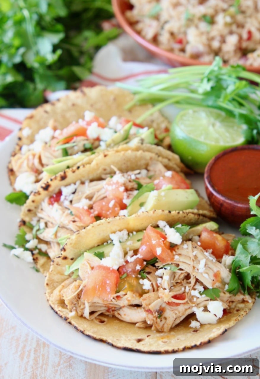 Shredded chicken tacos on corn tortillas with hot sauce and cilantro